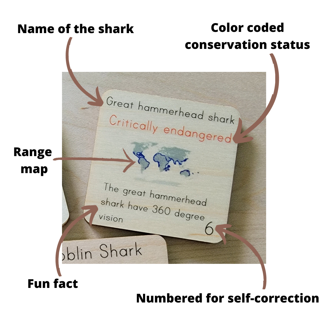 Shadow matching with types of sharks - visual discrimination