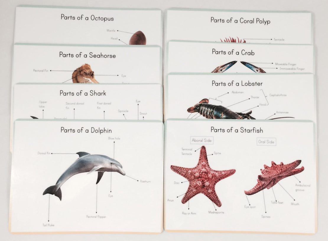 Ocean anatomy prints *** DIGITAL DOWNLOAD *** classroom wall decor, parts of ocean animal posters
