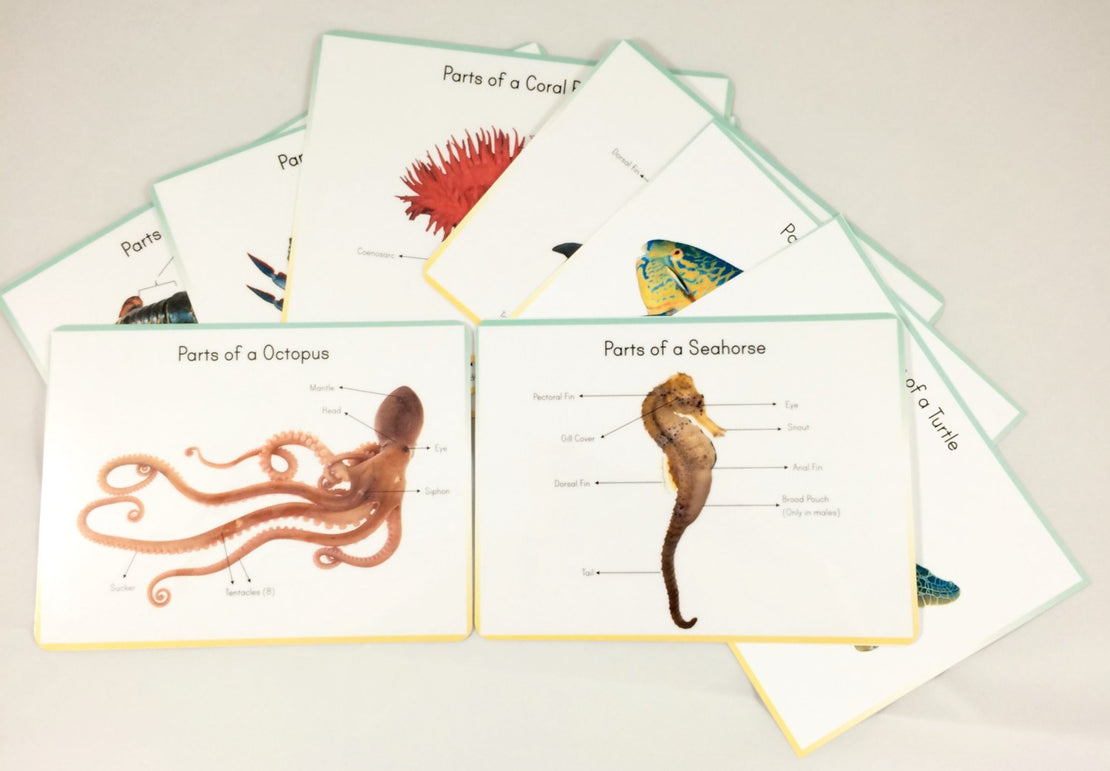 Ocean anatomy prints *** DIGITAL DOWNLOAD *** classroom wall decor, parts of ocean animal posters