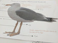 Bird anatomy posters - anatomy wall decor - parts of a bird - classroom decor - Montessori - homeschooling