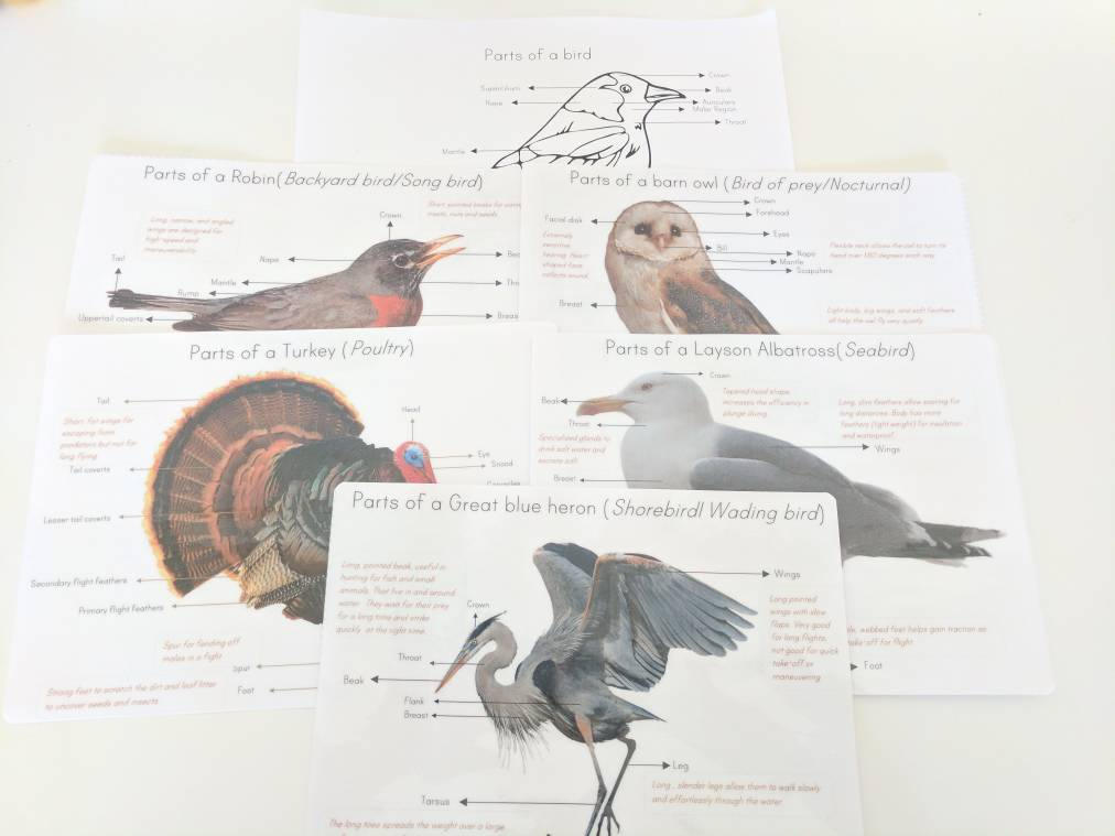 Bird anatomy posters - anatomy wall decor - parts of a bird - classroom decor - Montessori - homeschooling