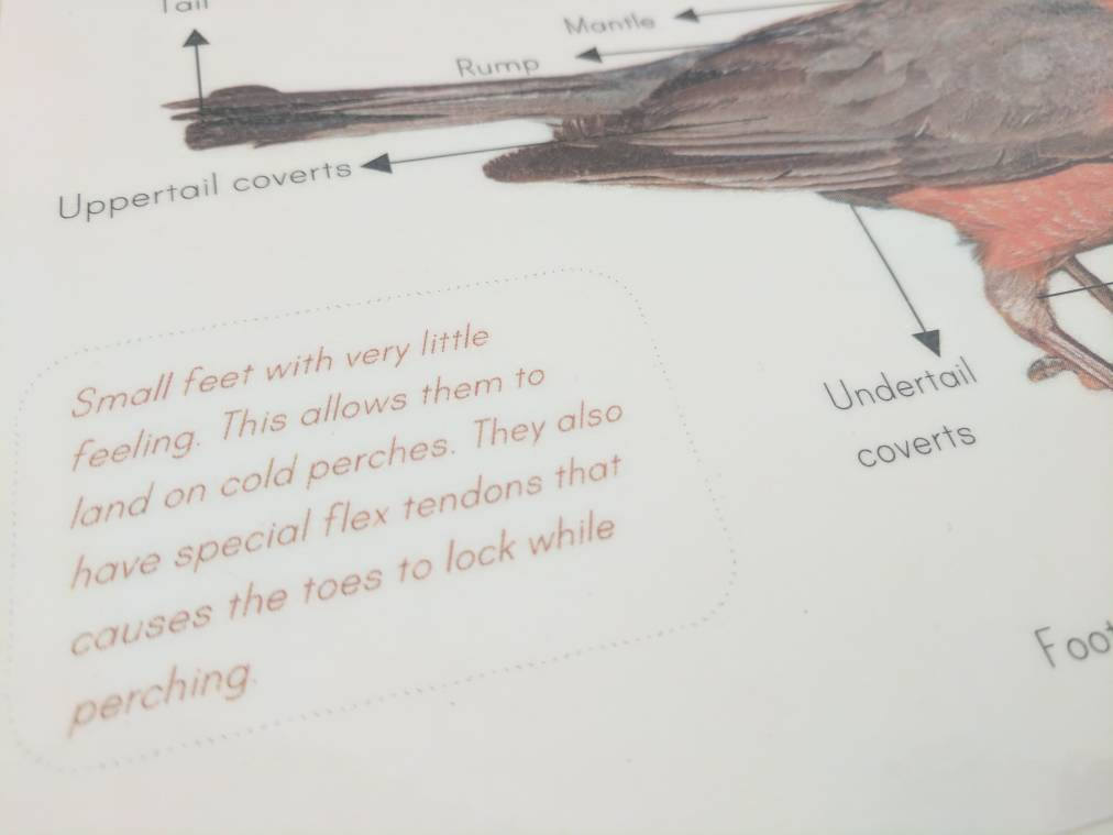Bird anatomy posters - anatomy wall decor - parts of a bird - classroom decor - Montessori - homeschooling