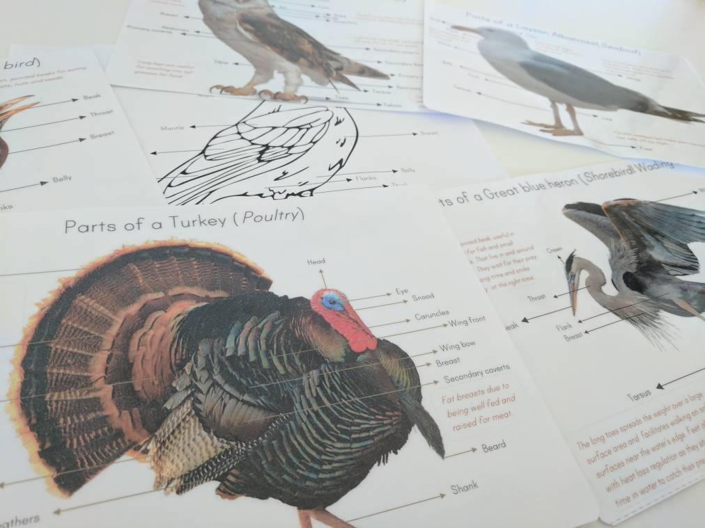 Bird anatomy posters - anatomy wall decor - parts of a bird - classroom decor - Montessori - homeschooling