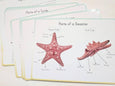 Ocean anatomy prints *** DIGITAL DOWNLOAD *** classroom wall decor, parts of ocean animal posters
