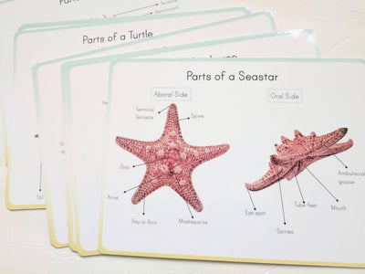 Ocean anatomy prints *** DIGITAL DOWNLOAD *** classroom wall decor, parts of ocean animal posters