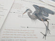 Bird anatomy posters - anatomy wall decor - parts of a bird - classroom decor - Montessori - homeschooling