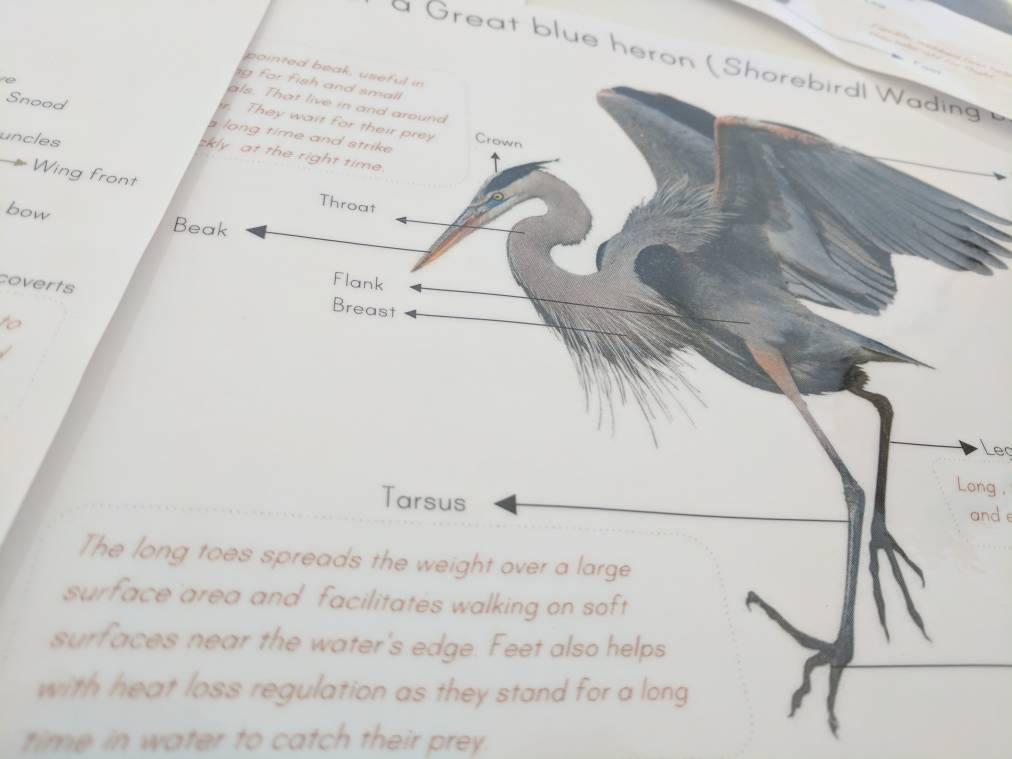 Bird anatomy posters - anatomy wall decor - parts of a bird - classroom decor - Montessori - homeschooling