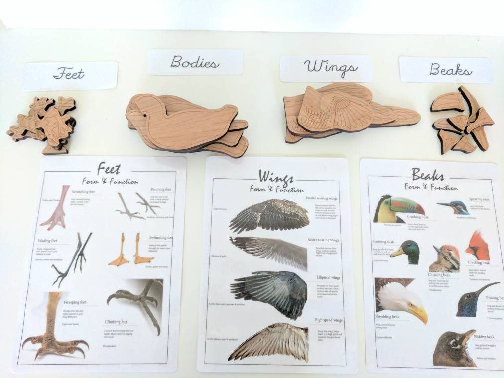 Bird lover gift - Build a bird wooden puzzle - montessori toys - Waldorf - Reggio inspired - homeschooling - Christmas gift - bird puzzle
