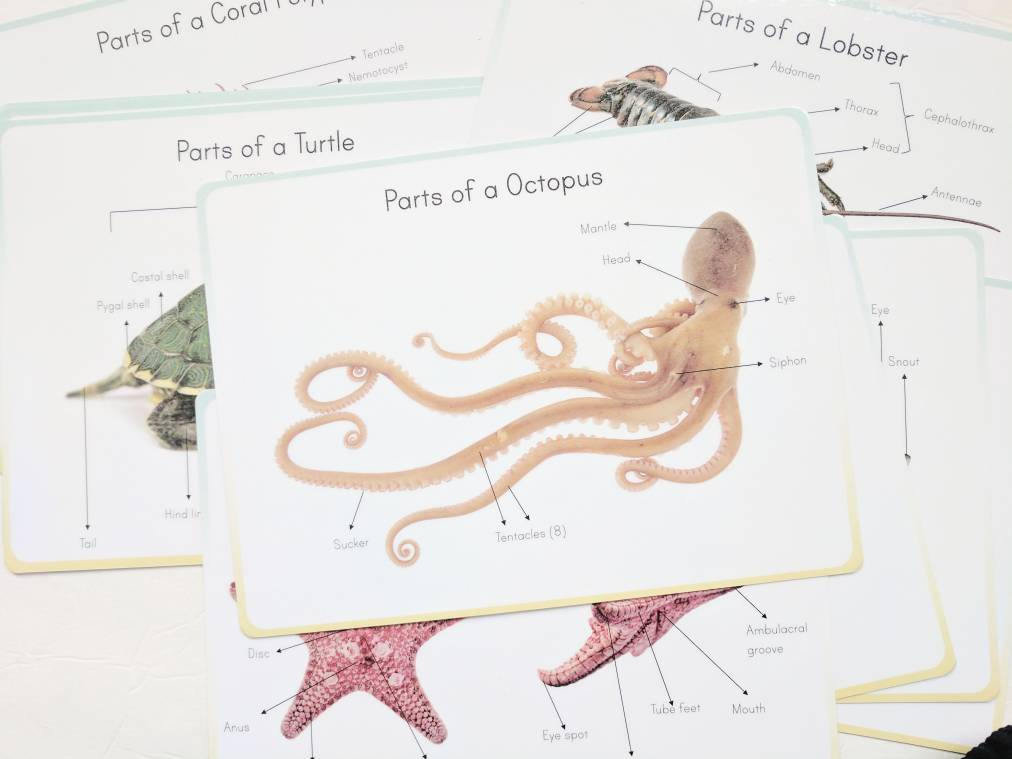 Ocean anatomy prints *** DIGITAL DOWNLOAD *** classroom wall decor, parts of ocean animal posters