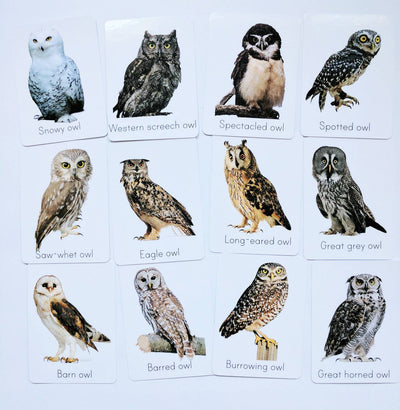 Classroom Animal Decor Owl Flash Cards - types of owl study cards - nursery decor - owl decor - Montessori - educational gift