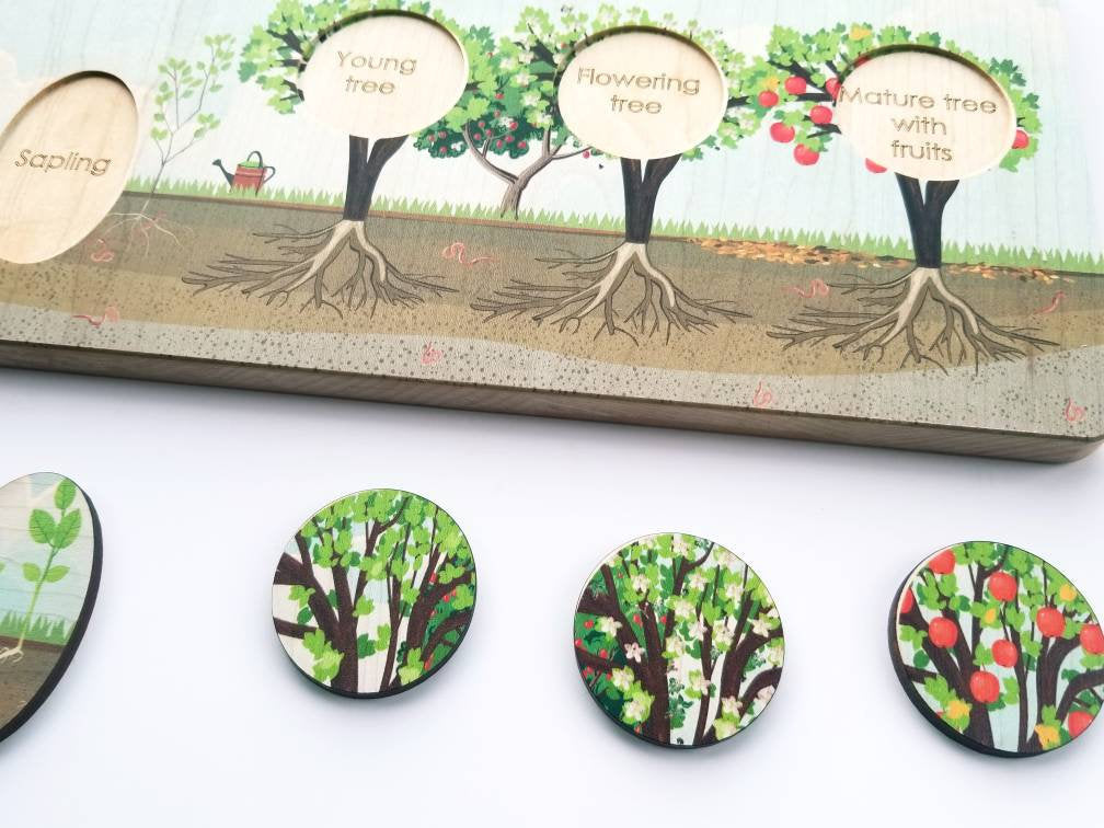 Life cycle board - life cycle of an apple tree puzzle- Montessori - life cycle of a plant