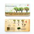 Life cycle board - life cycle of an apple tree puzzle- Montessori - life cycle of a plant