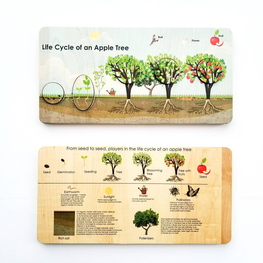 Life cycle board - life cycle of an apple tree puzzle- Montessori - life cycle of a plant