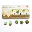 Life cycle board - life cycle of an apple tree puzzle- Montessori - life cycle of a plant