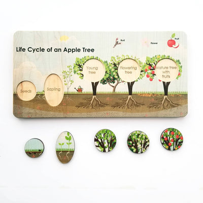 Seconds/Imperfect Montessori Learning Activity - Life cycle board - life cycle of an apple tree puzzle- Montessori - life cycle of a plant