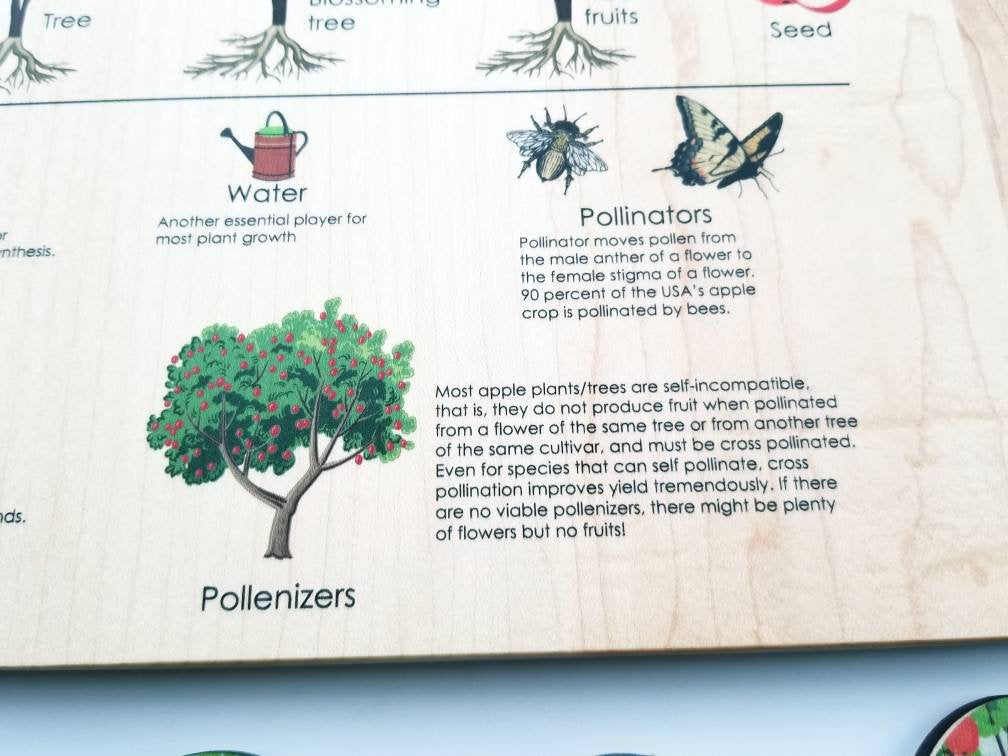 Life cycle board - life cycle of an apple tree puzzle- Montessori - life cycle of a plant
