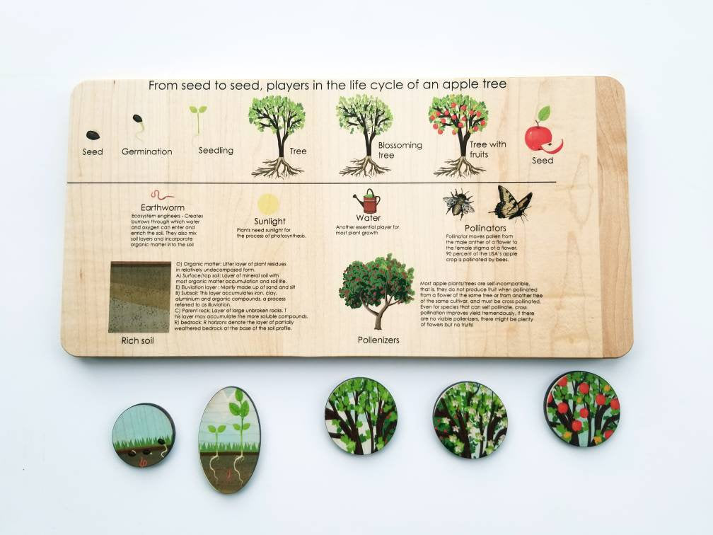 Life cycle board - life cycle of an apple tree puzzle- Montessori - life cycle of a plant