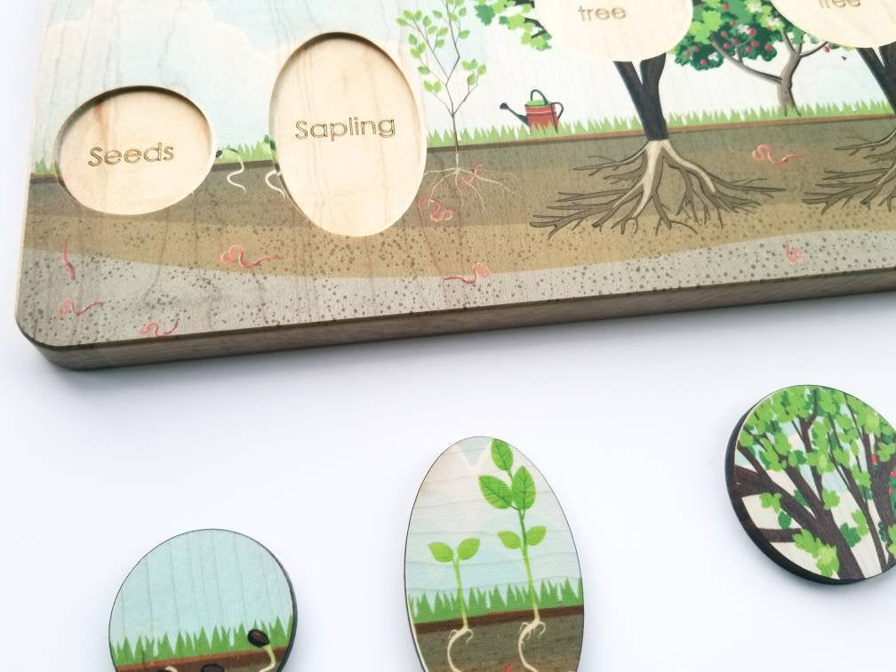 Life cycle board - life cycle of an apple tree puzzle- Montessori - life cycle of a plant