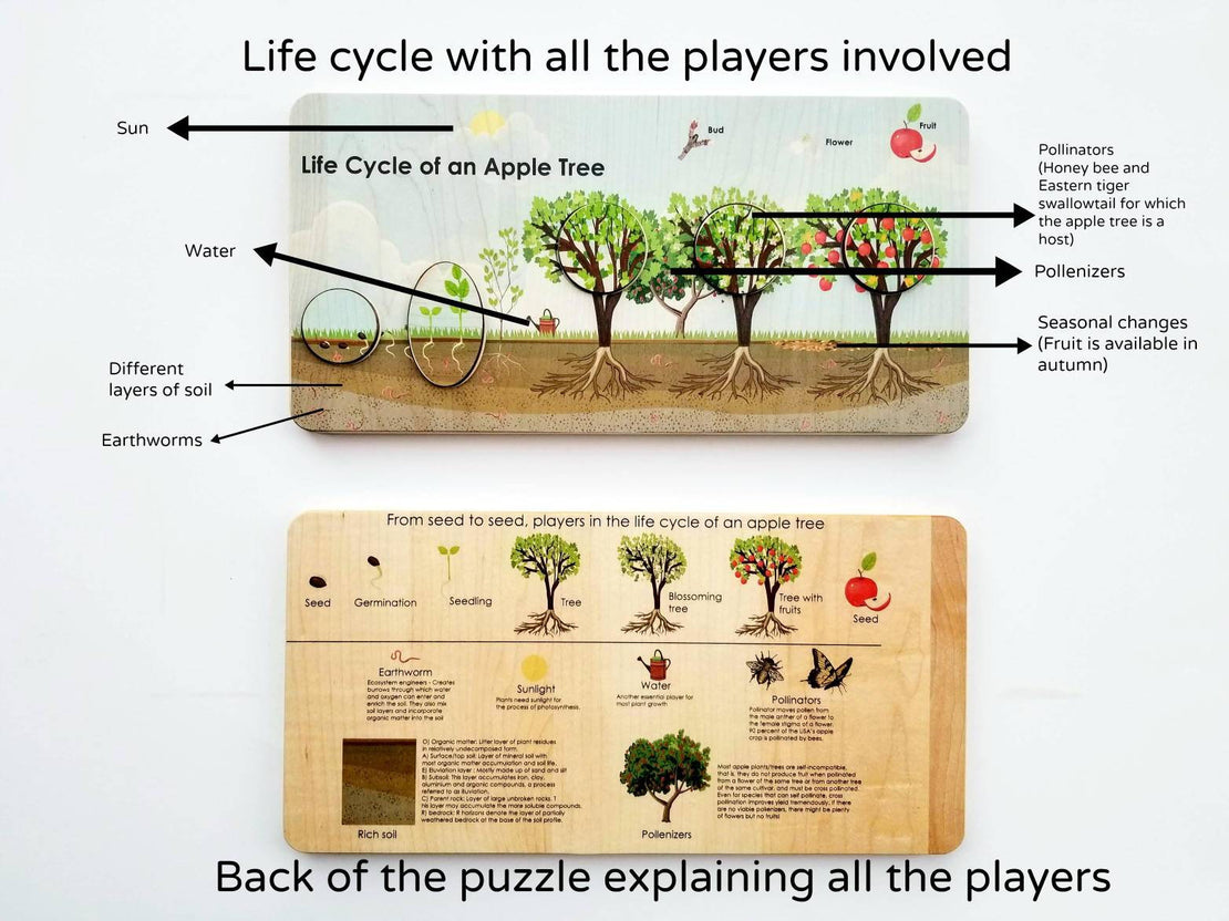 Life cycle board - life cycle of an apple tree puzzle- Montessori - life cycle of a plant