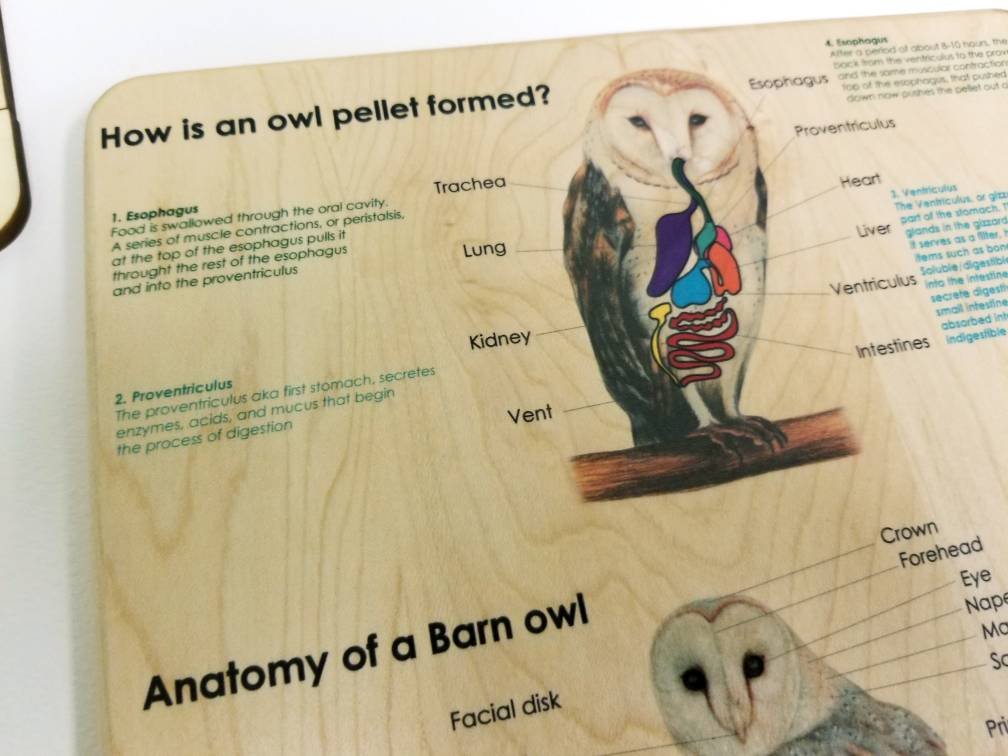 Owl puzzle - owl pellet study - Montessori toys - Waldorf toys - owl toys - wooden toys - stem gift- Montessori materials - wooden puzzle