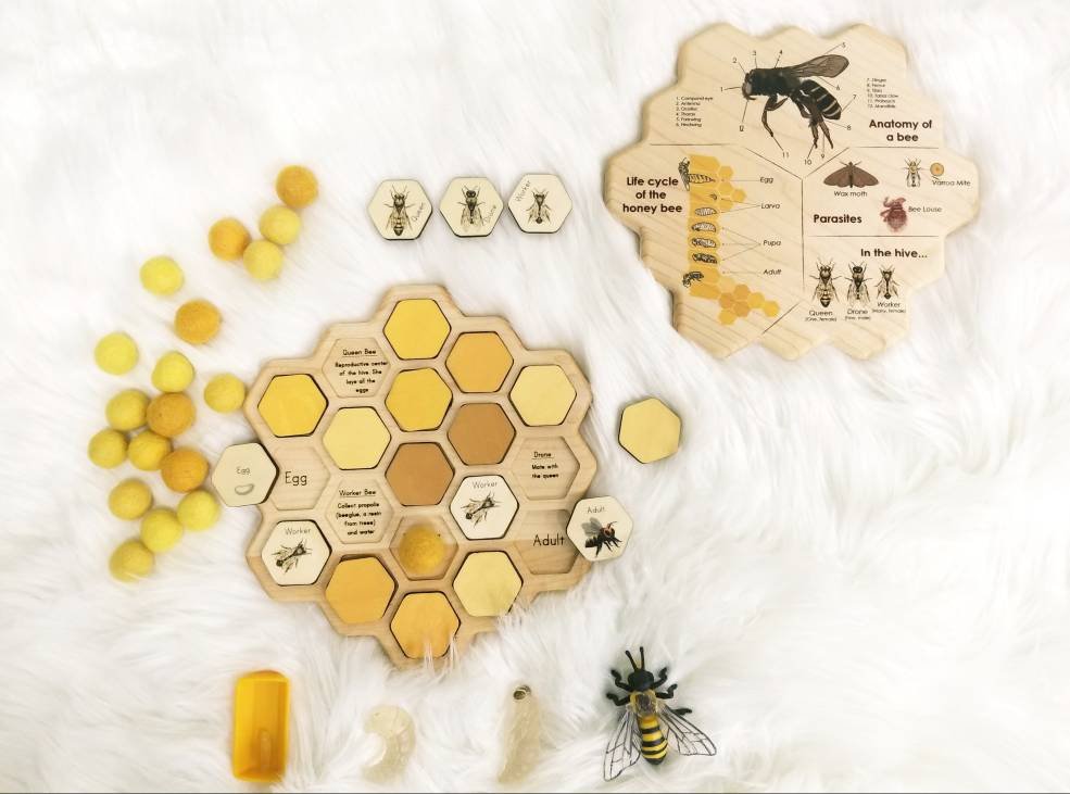 Honey bee puzzle - honeycomb - bee life cycle - types of bees - bee unit study - Montessori - Waldorf