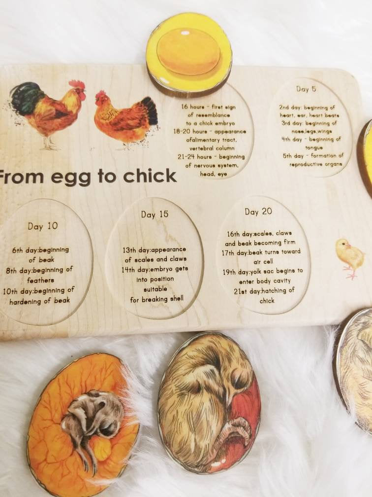 Chicken development - chicken gift- raising chickens - Montessori - wooden puzzle