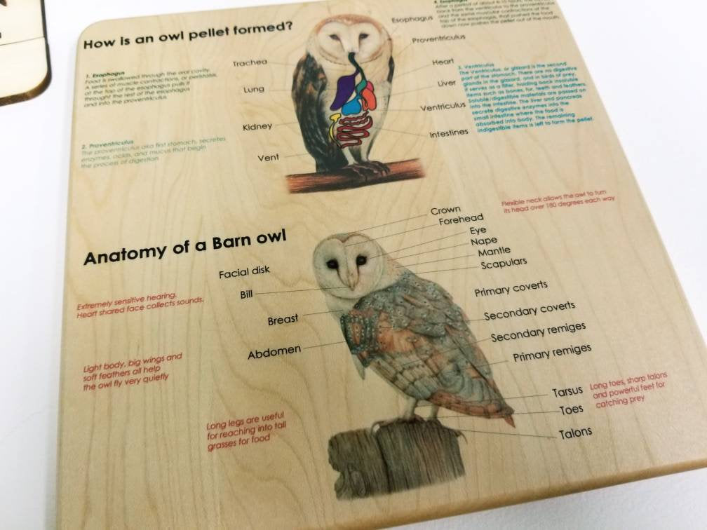 Owl puzzle - owl pellet study - Montessori toys - Waldorf toys - owl toys - wooden toys - stem gift- Montessori materials - wooden puzzle