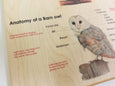 Owl puzzle - owl pellet study - Montessori toys - Waldorf toys - owl toys - wooden toys - stem gift- Montessori materials - wooden puzzle
