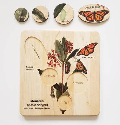 Nature Bound Toys - Life cycle of a monarch butterfly, butterfly life cycle, Montessori materials, monarch life cycle, waldorf inspired,