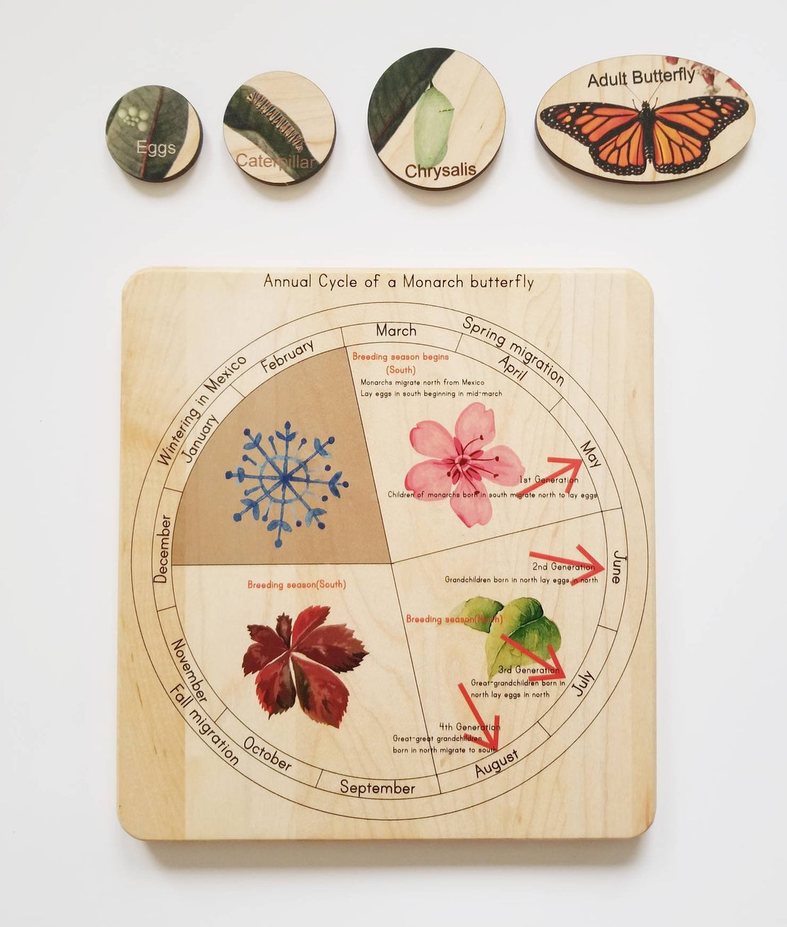 Life cycle of a monarch butterfly, butterfly life cycle, Montessori materials, monarch life cycle, waldorf inspired,
