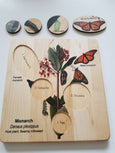 Life cycle of a monarch butterfly, butterfly life cycle, Montessori materials, monarch life cycle, waldorf inspired,