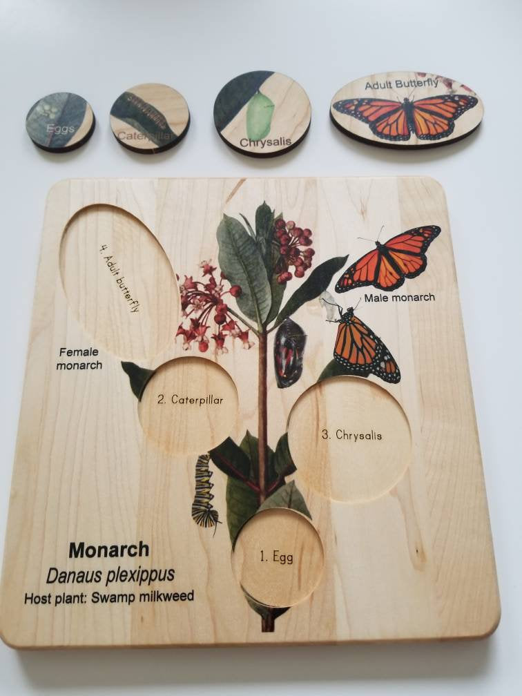 Life cycle of a monarch butterfly, butterfly life cycle, Montessori materials, monarch life cycle, waldorf inspired,