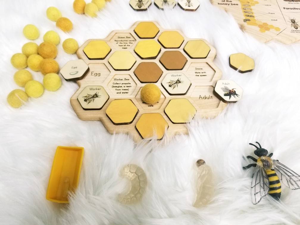 Honey bee puzzle - honeycomb - bee life cycle - types of bees - bee unit study - Montessori - Waldorf