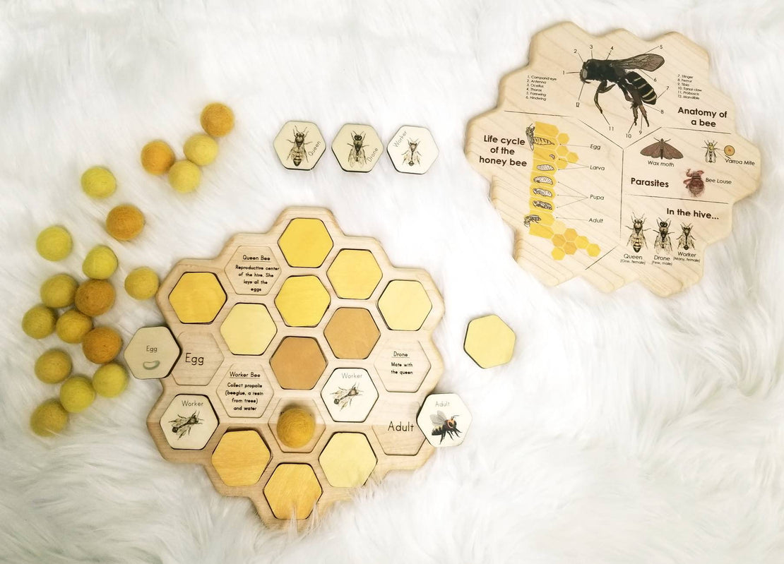 Honey bee puzzle - honeycomb - bee life cycle - types of bees - bee unit study - Montessori - Waldorf