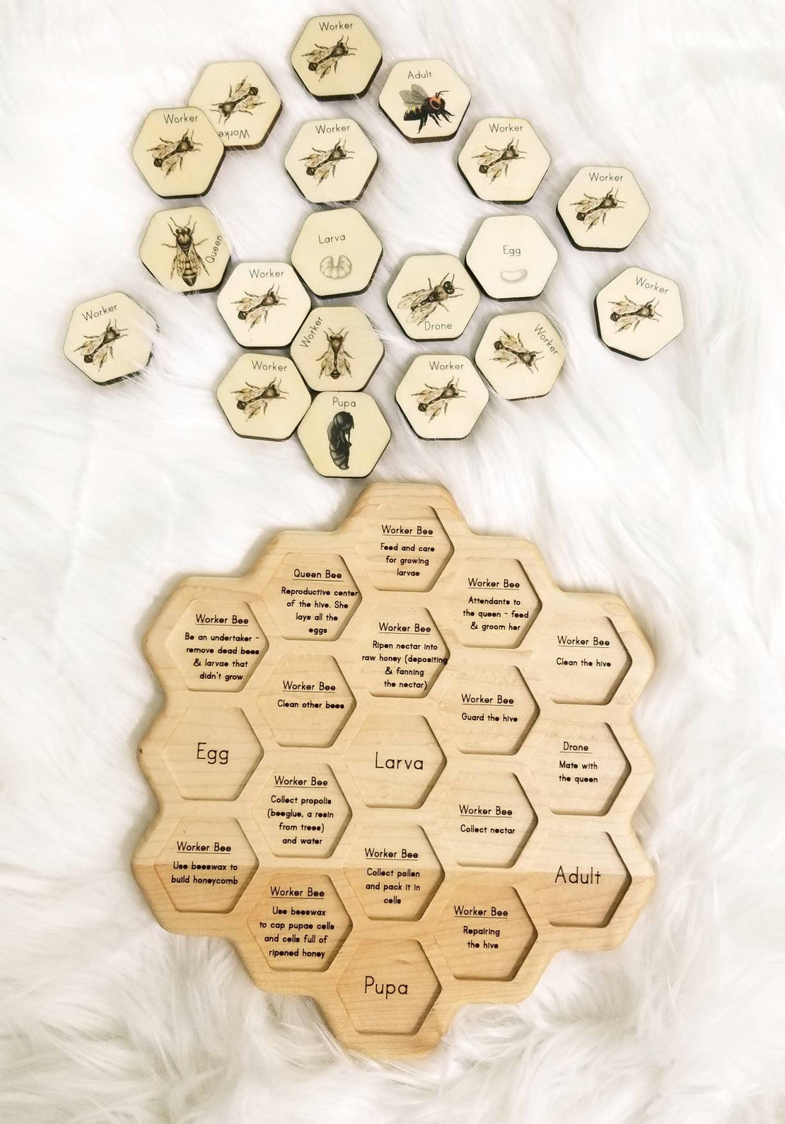 Honey bee puzzle - honeycomb - bee life cycle - types of bees - bee unit study - Montessori - Waldorf
