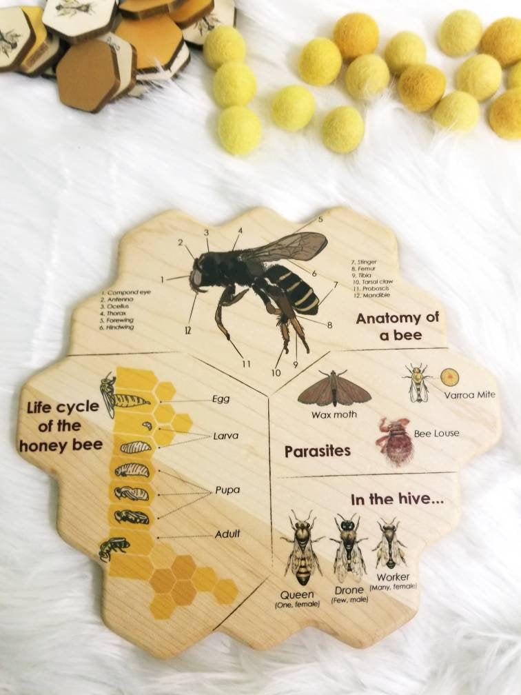 Honey bee puzzle - honeycomb - bee life cycle - types of bees - bee unit study - Montessori - Waldorf