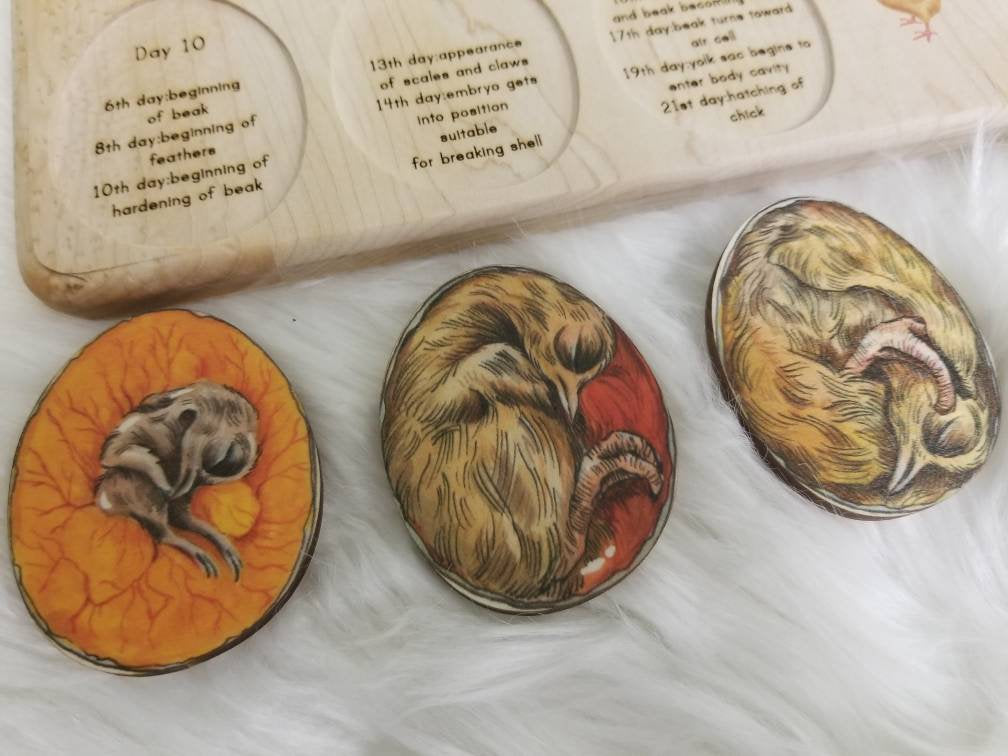Chicken development - chicken gift- raising chickens - Montessori - wooden puzzle