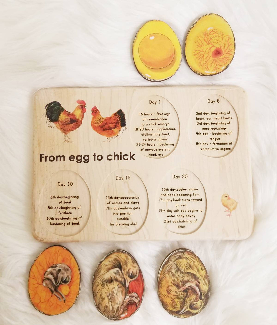 Chicken development - chicken gift- raising chickens - Montessori - wooden puzzle
