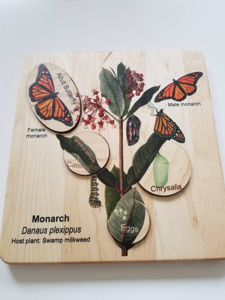 Life cycle of a monarch butterfly, butterfly life cycle, Montessori materials, monarch life cycle, waldorf inspired,