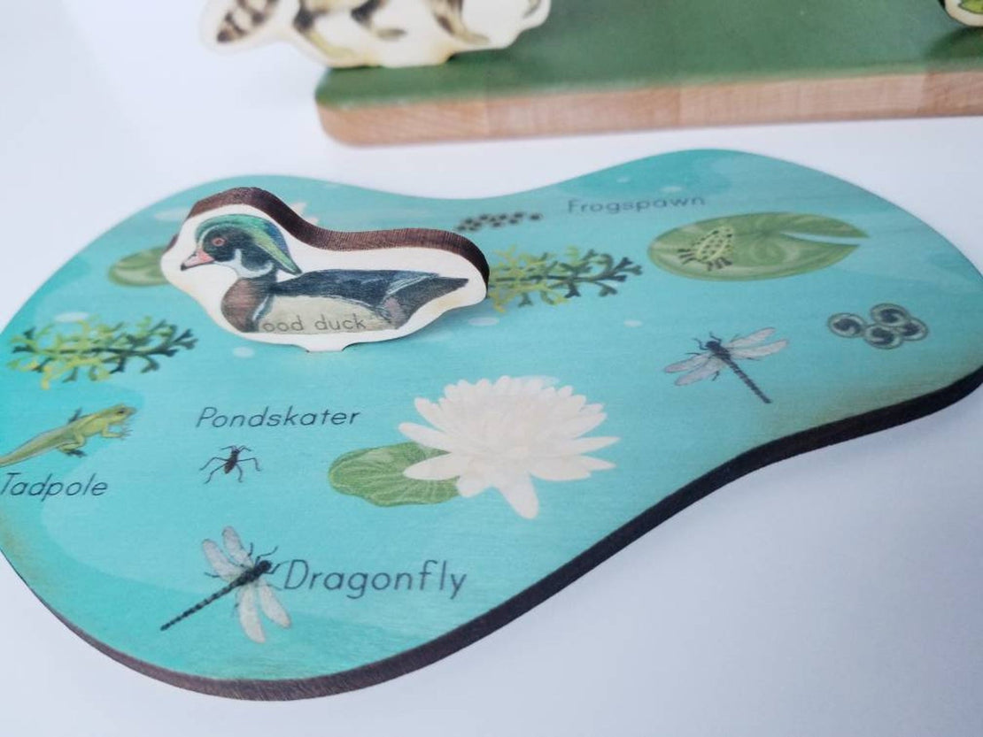 SECONDS/IMPERFECT Pond study - pond ecosystem- layers of a pond
